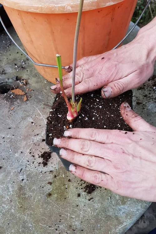 Angle the rhizome slightly so that the growing point is just clear of the soil.