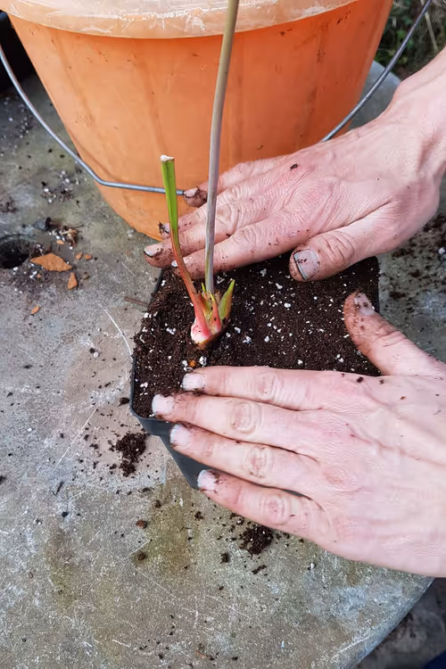 Angle the rhizome slightly so that the growing point is just clear of the soil
