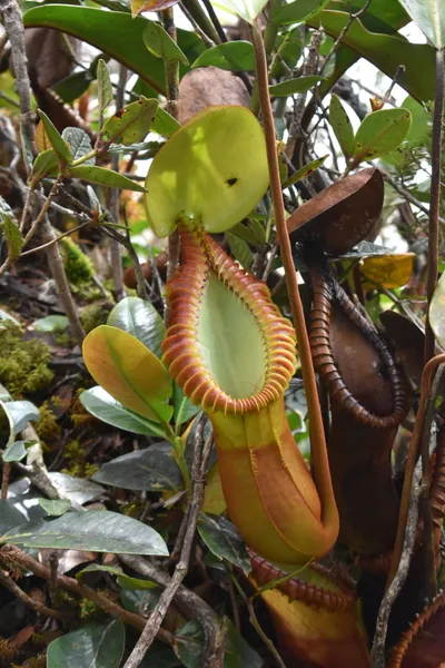 Nepenthes macrophylla: Another N. macrophylla on Mt Trusmadi, photographed by James Klech