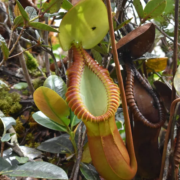 Nepenthes macrophylla