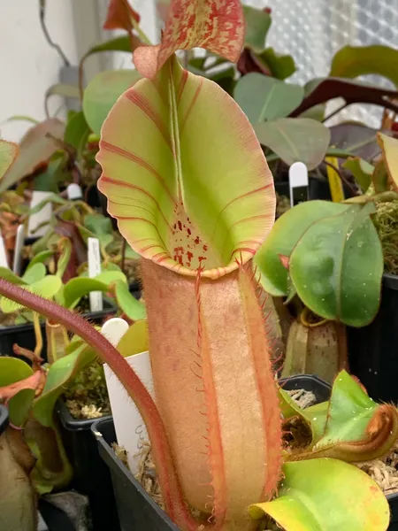 Nepenthes veitchii: Another grex from CK, this is Murud × Candy. I was given this plant by the late Andy Smith