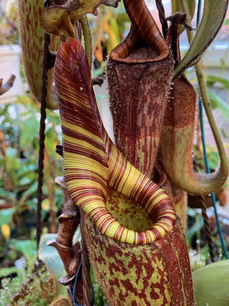 Nepenthes mollis: Another pitcher on Chris Klein's N. mollis. Look at the height of the neck!