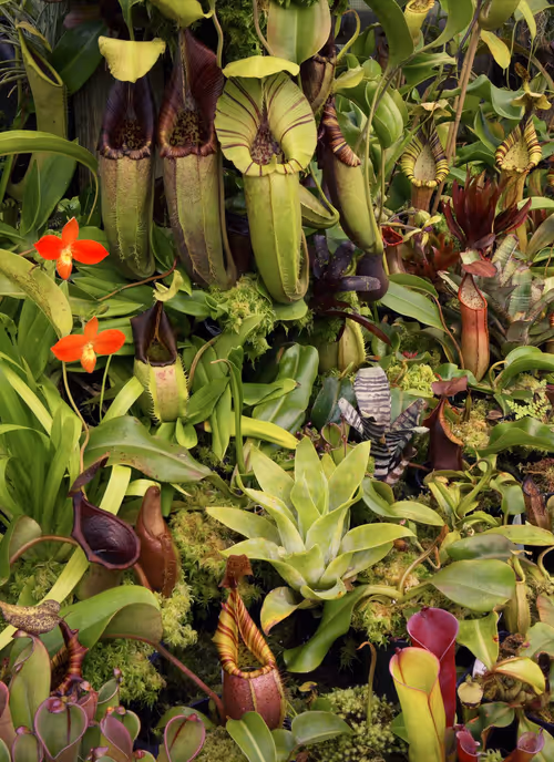 Another shot of the Redleaf Nepenthes poly-tunnel