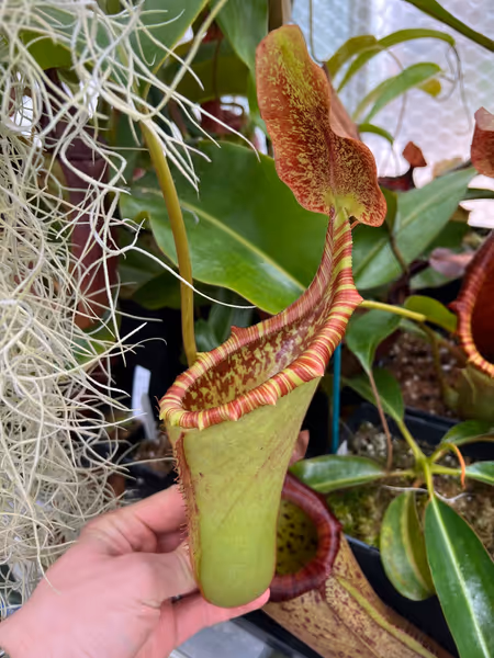 Nepenthes veitchii x lowii: Another upper pitcher, quite reminiscent of N. truncata x lowii