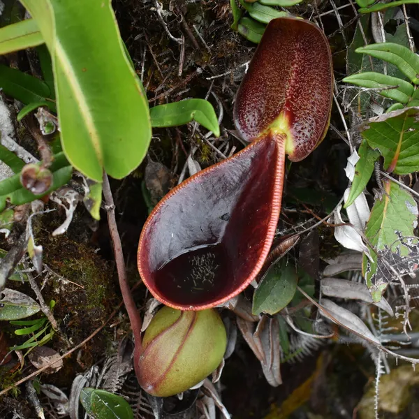 Nepenthes lowii