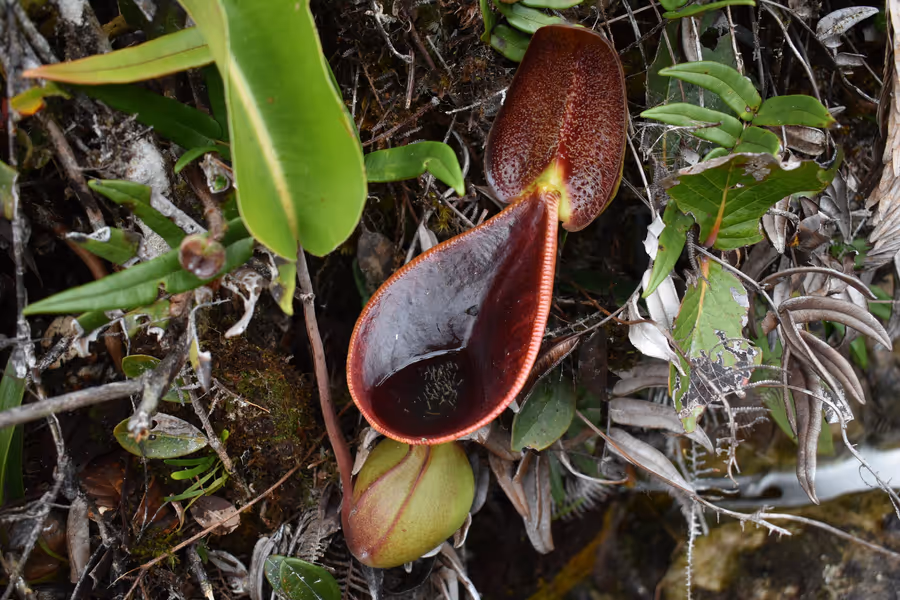 Nepenthes lowii: Another upper, in-situ on Mt Murud, by James Klech