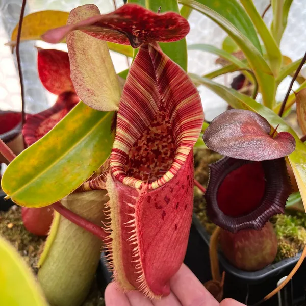 Nepenthes (lowii x veitchii) x burbidgeae