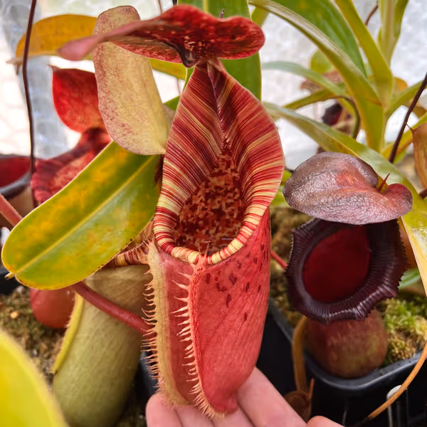Nepenthes (lowii x veitchii) x burbidgeae