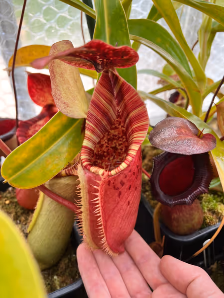 Nepenthes (lowii x veitchii) x burbidgeae: As with many Nepenthes, this cross grows best for me in spring and autumn - the warm days and cool nights bring out the best colour