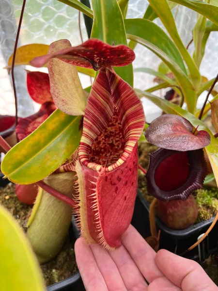 Nepenthes (lowii x veitchii) x burbidgeae: As with many Nepenthes, this cross grows best for me in spring and autumn - the warm days and cool nights bring out the best colour