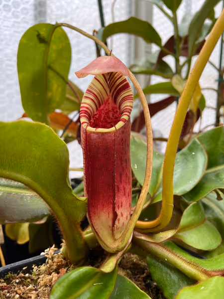 Nepenthes burbidgeae x lowii: Base of this pitcher inflated under the sphagnum, giving it this two-tone effect
