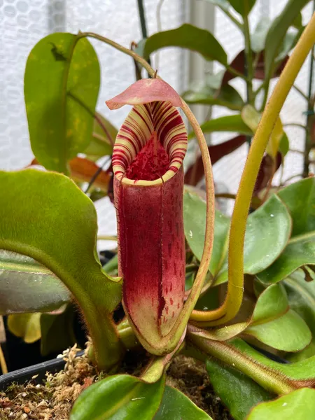 Nepenthes burbidgeae x lowii: Base of this pitcher inflated under the sphagnum, giving it this two-tone effect