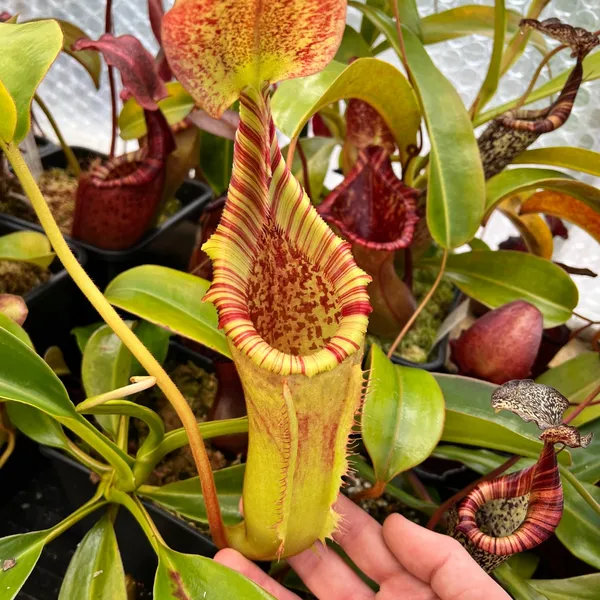 Nepenthes veitchii x lowii