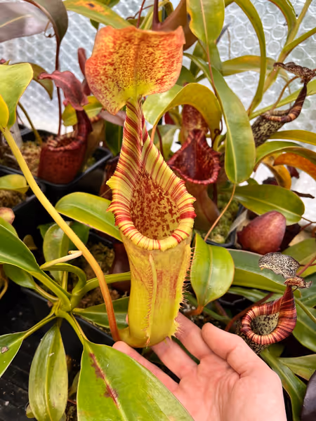 Nepenthes veitchii x lowii: Big vaulted lid, lovely peristome, and wide open pitcher mouth on this cross