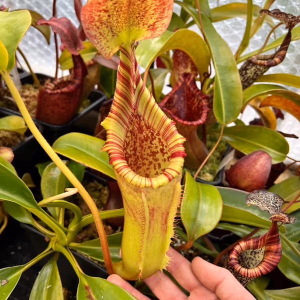 Nepenthes veitchii x lowii