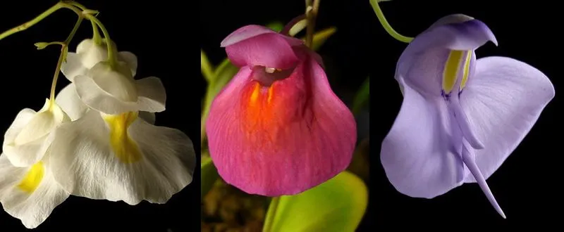 Bladderwort flowers - Utricularia alpina, Utricularia quelchii, Utricularia reniformis. Courtesy of the ICPS.