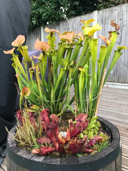 Bog barrel, with S. flava, S. purpurea, Dionaea, and Drosera