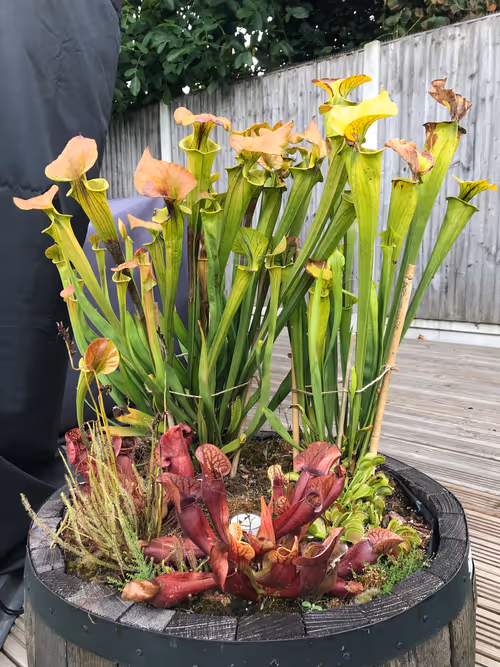 Bog barrel, with S. flava, S. purpurea, Dionaea, and Drosera