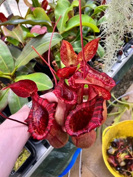 Nepenthes lowii x ventricosa: Casualties from taking cuttings! The colour on the pitchers is fantastic.