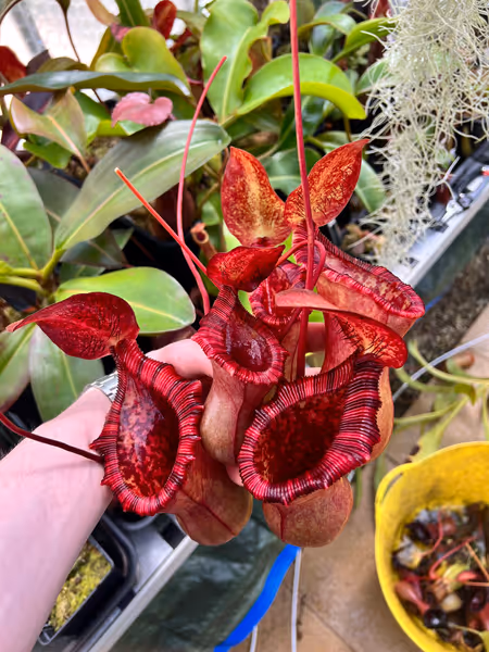 Nepenthes lowii x ventricosa: Casualties from taking cuttings! The colour on the pitchers is fantastic
