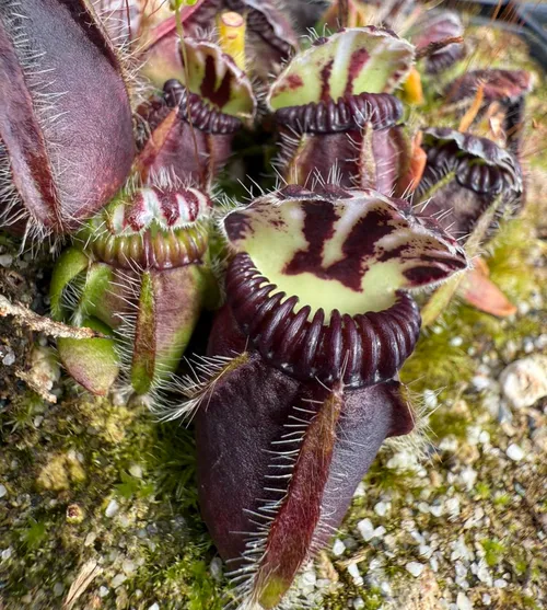 Cephalotus follicalaris