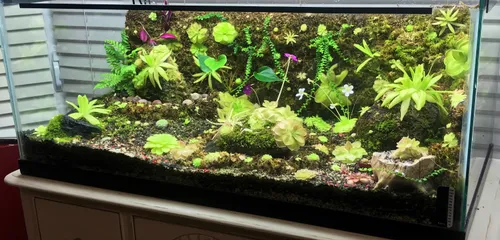 Christina's full planted Ping tank, including fountains
