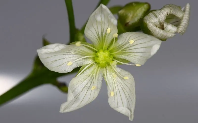 Close up of a Venus Flytrap flower.