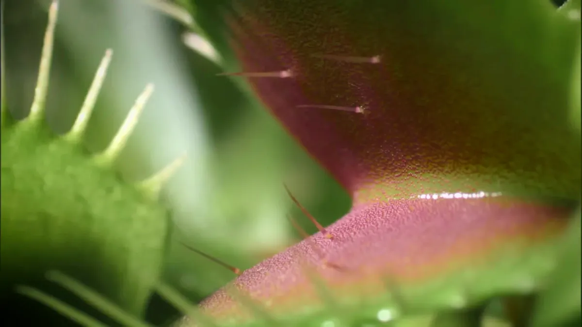 Close up of the trigger hairs inside the Venus flytrap.