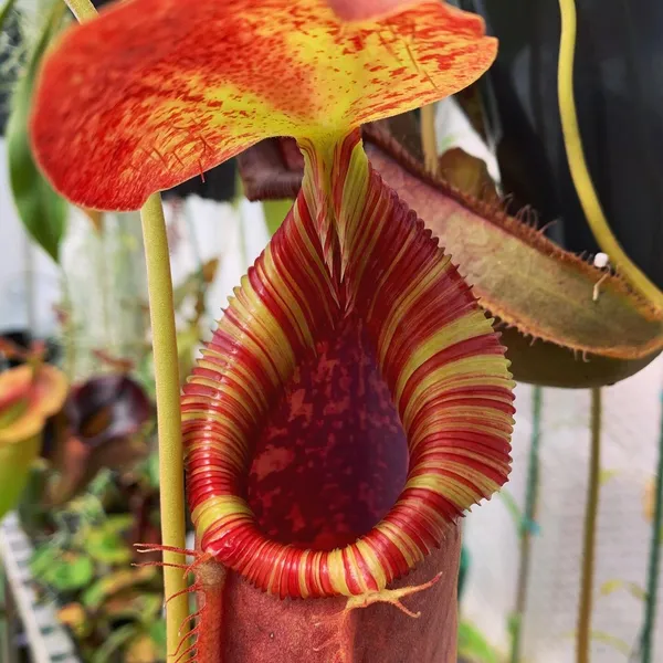Nepenthes spathulata x lowii: Close-up of the colourful, ridged peristome.