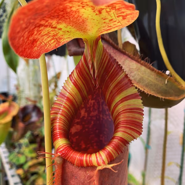 Nepenthes spathulata x lowii: Close-up of the colourful, ridged peristome