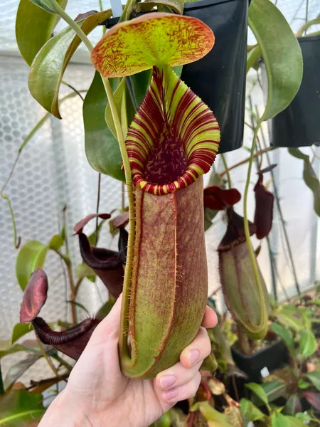 Nepenthes spathulata x lowii: Colouration varies by time of year, light level, and stage of growth.