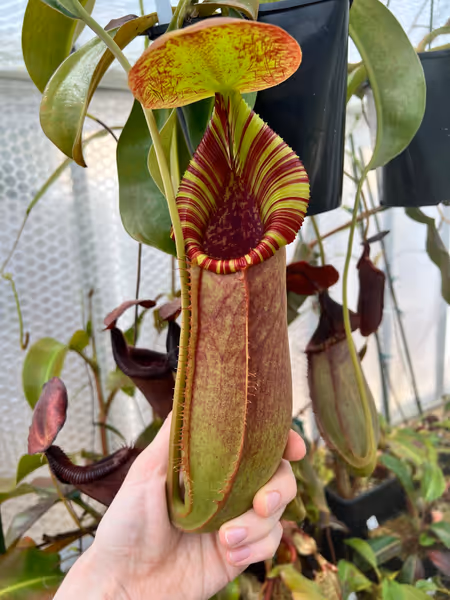 Nepenthes spathulata x lowii: Colouration varies by time of year, light level, and stage of growth