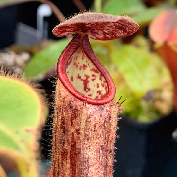 Nepenthes glandulifera: Cute fuzzy baby plant