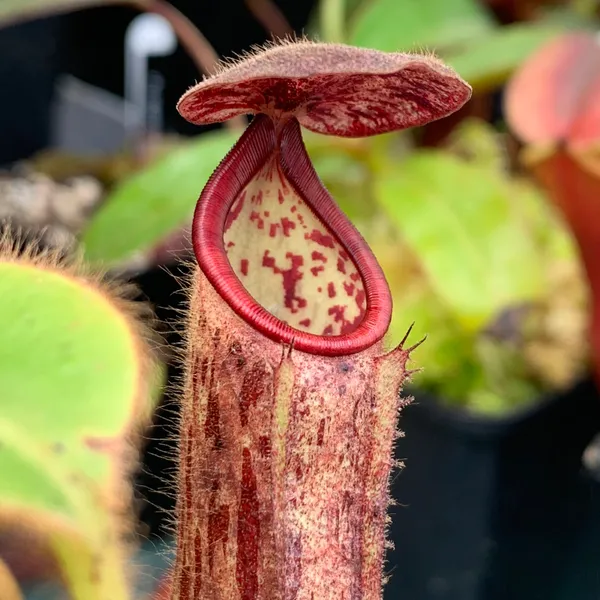 Nepenthes glandulifera: Cute fuzzy baby plant