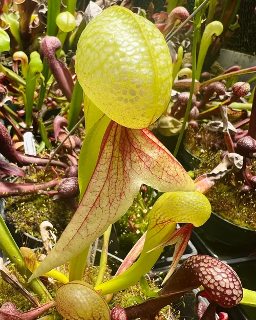 Darlingtonia californica
