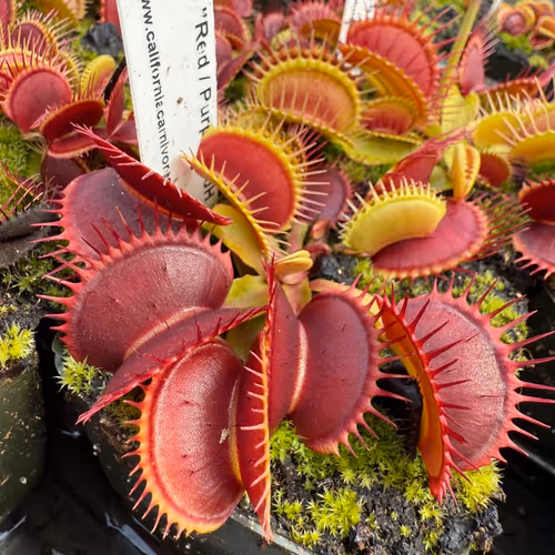 Dionaea muscipula 'Red-Purple'