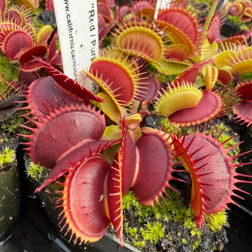 Dionaea muscipula 'Red-Purple'