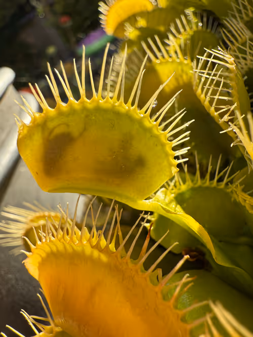 Dionaea muscipula digesting a meal