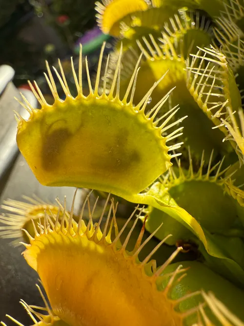 Dionaea muscipula digesting a meal
