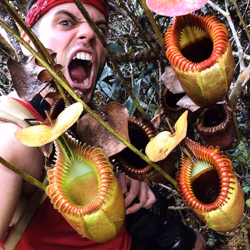 Domonick in Borneo with Nepenthes villosa