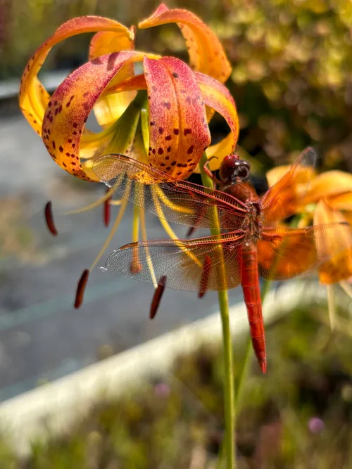 Dragonfly visiting flowers at the nursery