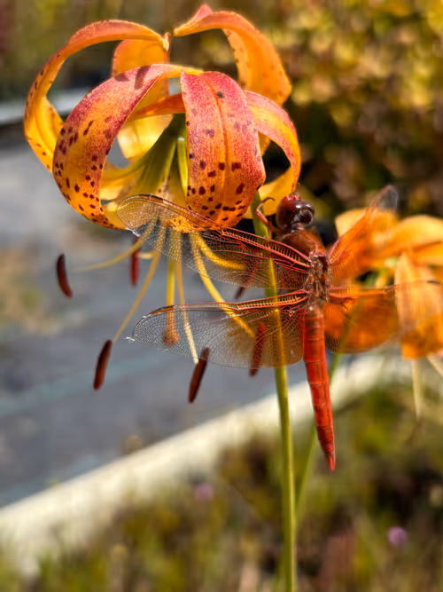Dragonfly visiting flowers at the nursery