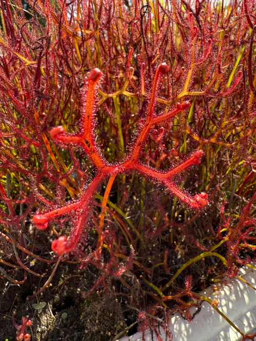 Drosera binata var multifida, fork leafed sundew