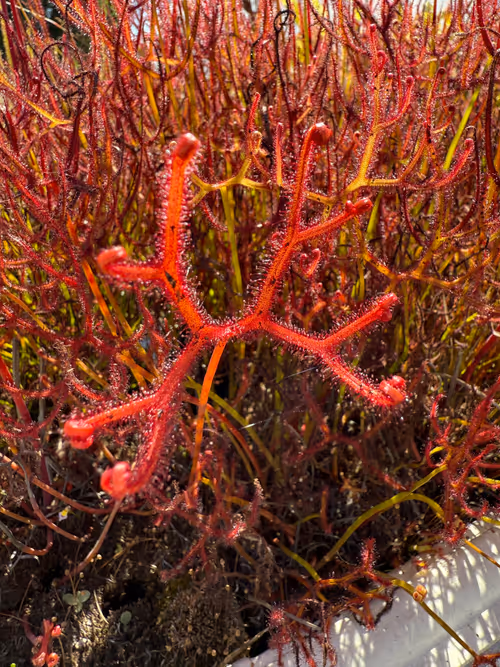 Drosera binata var multifida, fork leafed sundew