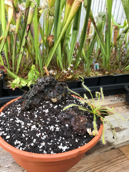 Drosera capensis alba