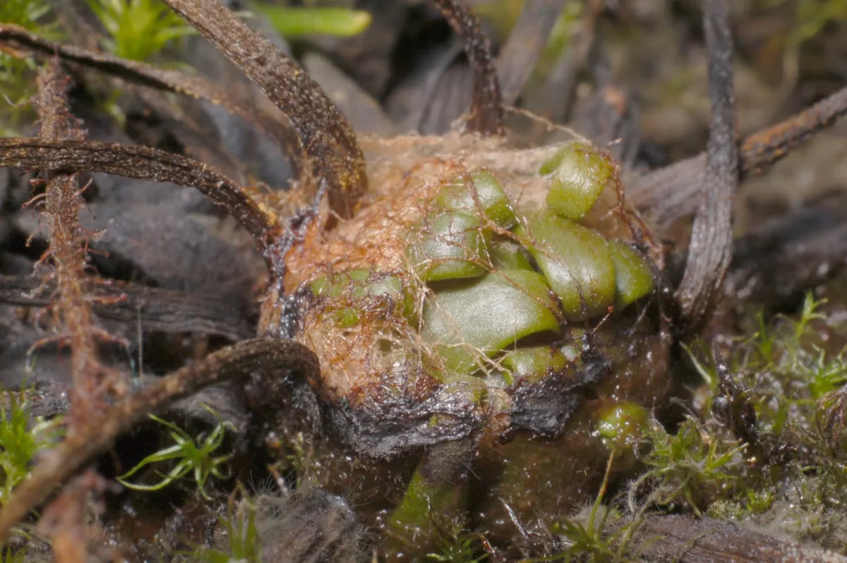 Drosera filiformis winter resting bud, by Michal Rubeš.