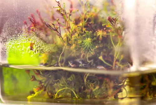 Drosera growing in-vitro in the Native Exotics tissue culture lab