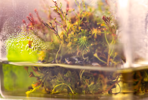 Drosera growing in-vitro in the Native Exotics tissue culture lab