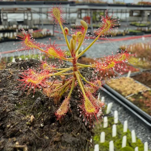 Drosera madagascariensis