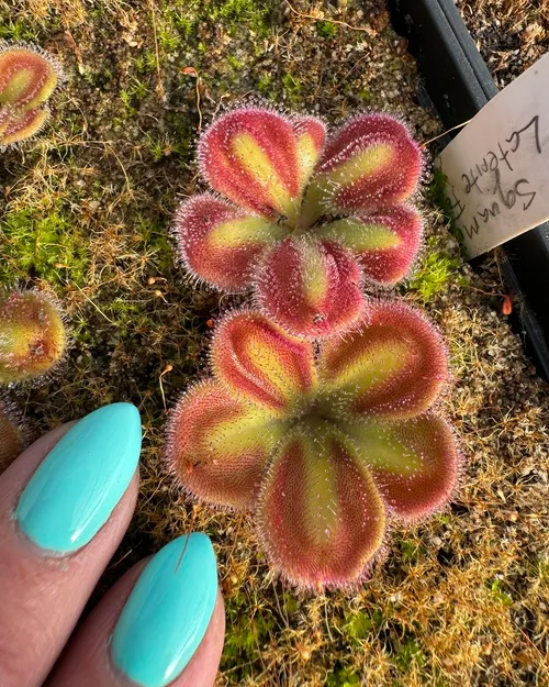 Drosera squamosa